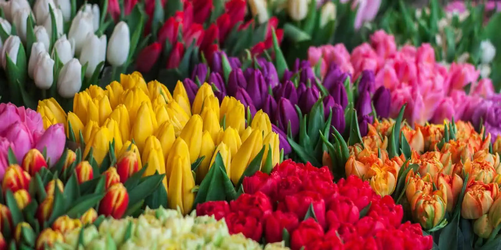 Valentinstag ohne Rosen – Warum wir auf Regionalität und Frische setzen 💐