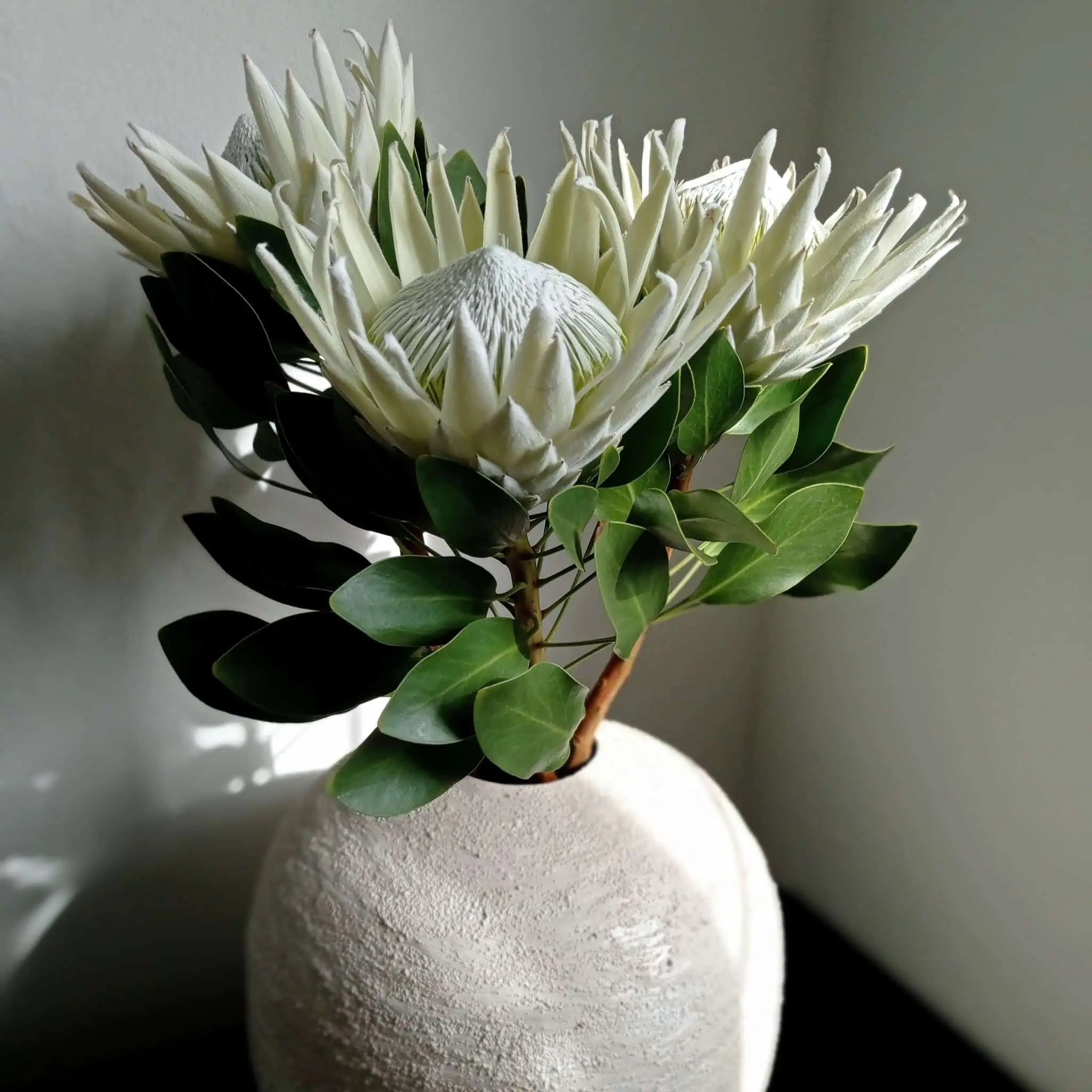 Vasenfüllung Premium Vasefüllung