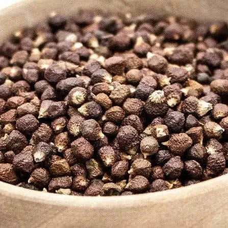 Graine de Paradis (Maniguette) Gewürze